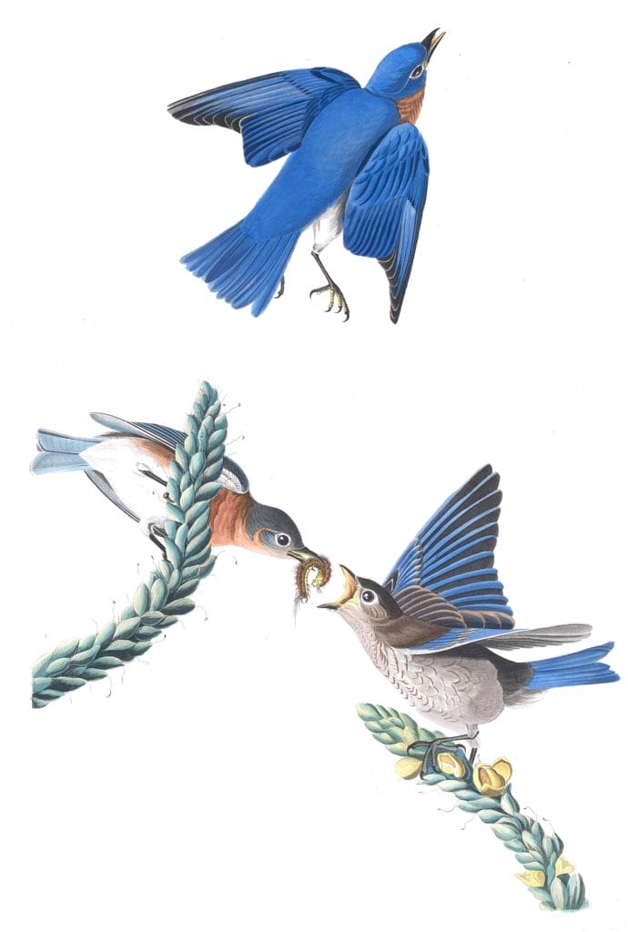 Common Blue bird Vintage Illustrations