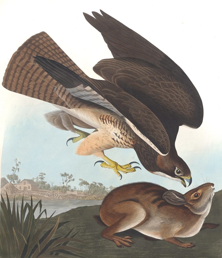 Common Buzzard Bird Vintage Illustrations