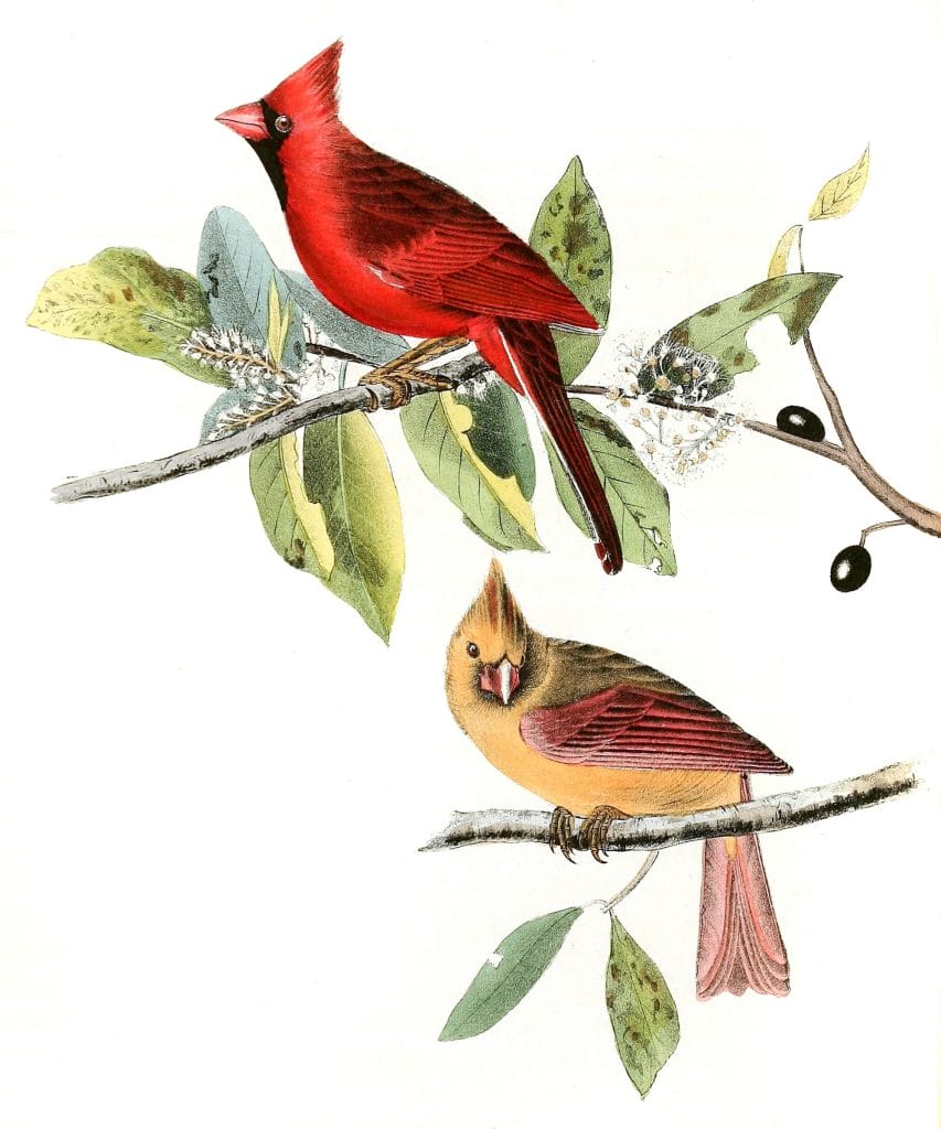 Common Cardinal Grosbeak Bird Vintage Illustrations