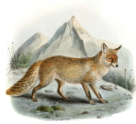 Common Fox Canis Vulpes1 Vintage Illustration