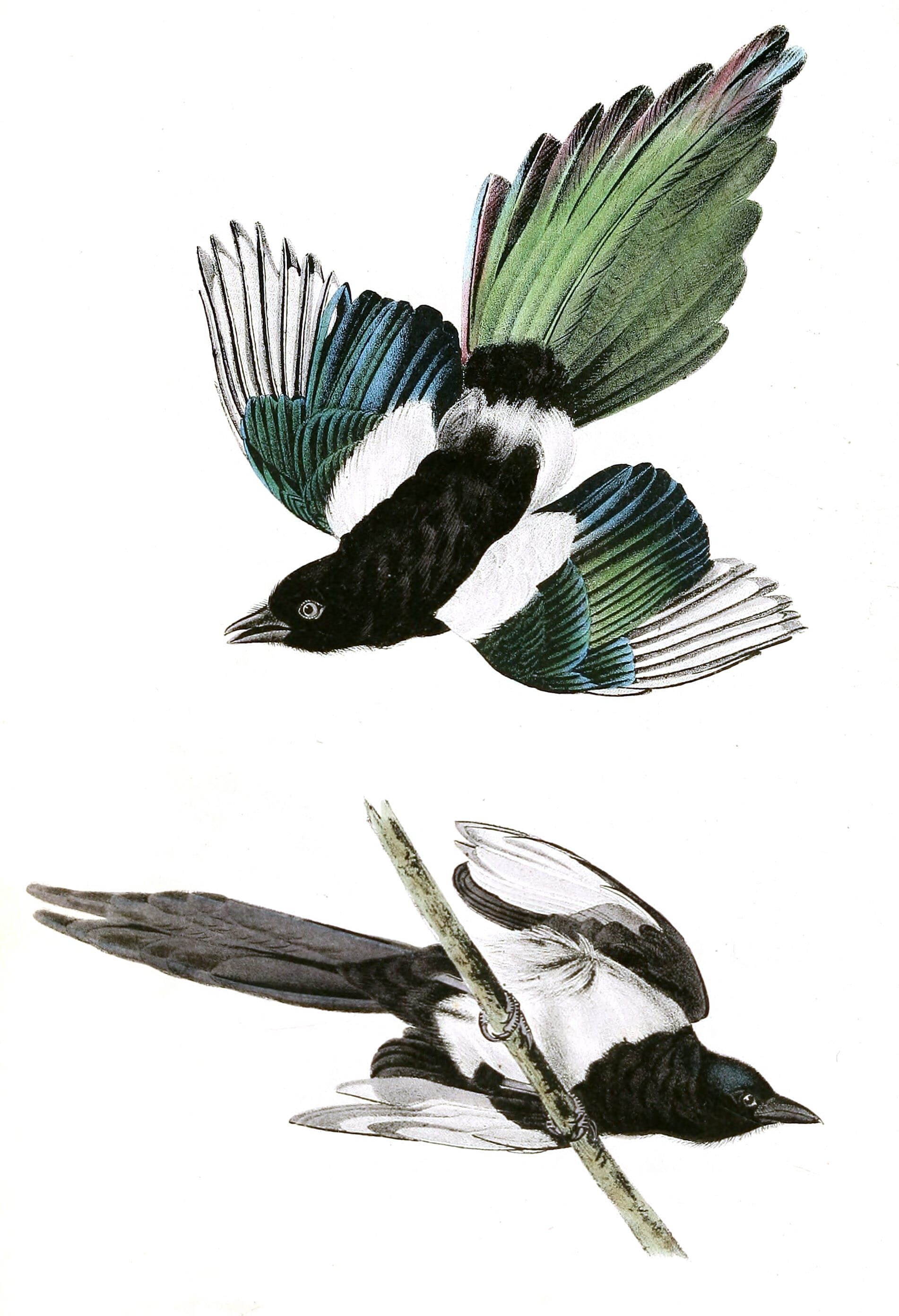 Common Magpie Bird Vintage Illustrations
