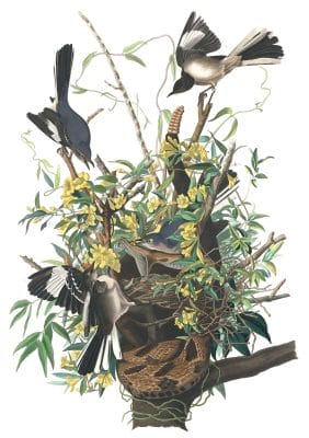 Common Mocking bird Vintage Illustrations