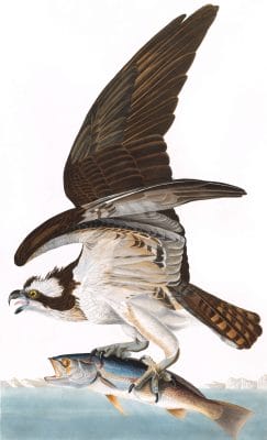 Common Osprey Fish Hawk Bird Vintage Illustrations