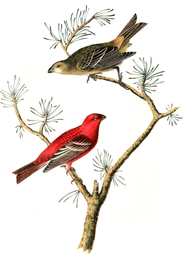 Common Pine Finch Bird Vintage Illustrations