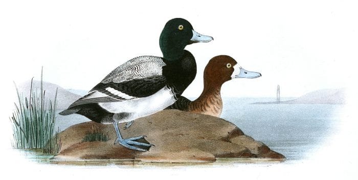 Common Scaup Duck Bird Vintage Illustrations