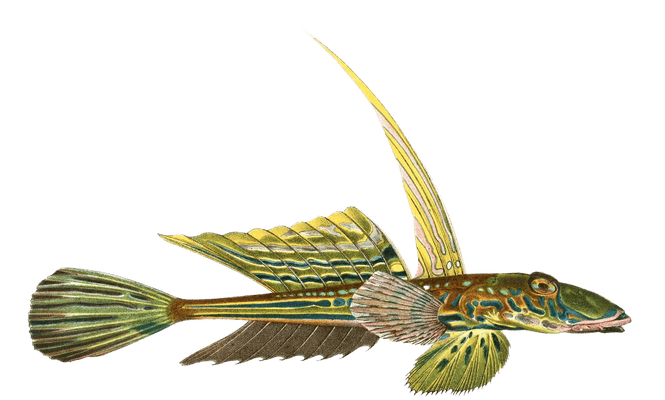 Common dragonet fish Vintage illustration