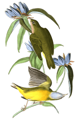 Connecticut Warbler Bird Vintage Illustrations