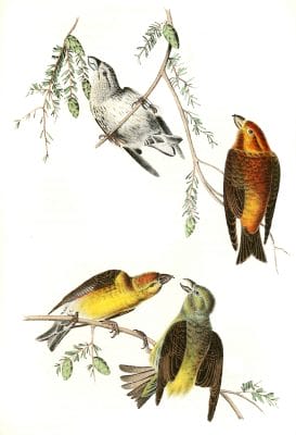 Coommon Crossbill Bird Vintage Illustrations