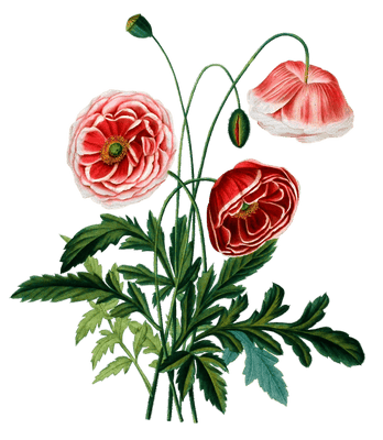 Coqueijot Vintage Flower Illustration