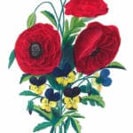 Coquelicot Double Vintage Flower Illustration