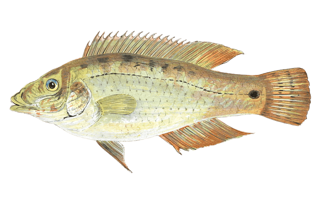 Corkwing Fish Vintage Illustration