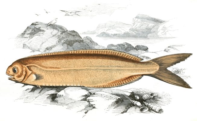 Cornish Centrolophus Fish Vintage Illustration