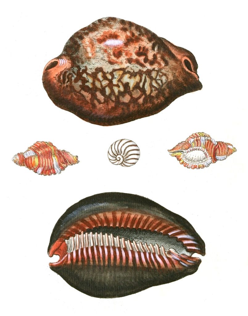Cowrie shell Vintage Shell Illustration