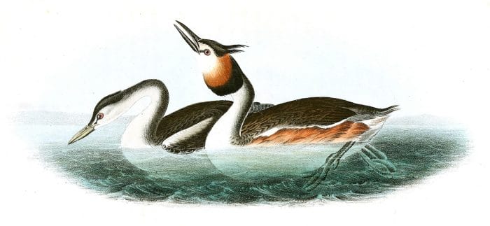 Crested Grebe Bird Vintage Illustrations
