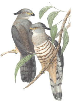 Crested Hawk Bird Vintage Illustrations