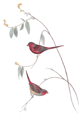 Crimson Finch Bird Vintage Illustrations