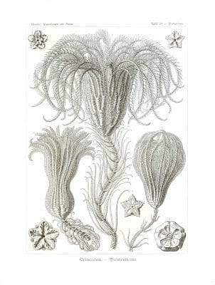 Crinoidea Vintage featherstars Illustration
