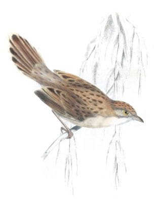 Croaking Cisticola - natalensis sensu stricto - Vintage Bird Illustration