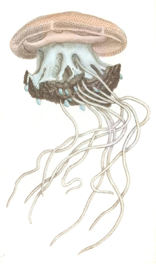 Crowned-Jellyfish-Medusa-Cephea-Vintage-Jellyfish-Illustration
