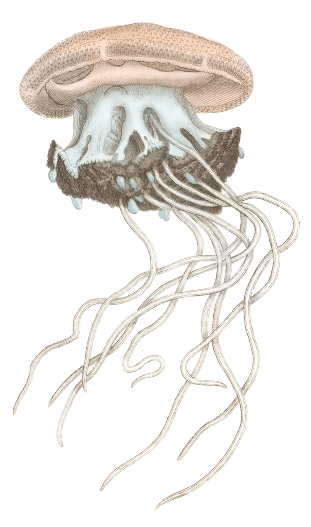 Crowned Jellyfish Medusa Cephea Vintage Jellyfish Illustration