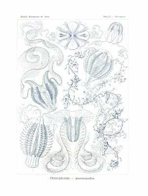 Ctenophorae Vintage Jellyfish Illustration