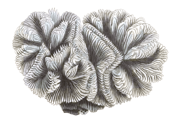 Curled Madrepore Vintage Coral Illustration