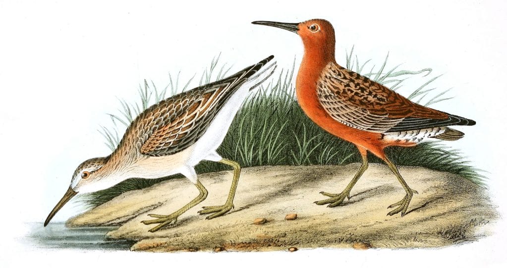 Curlew Sandpiper Bird Vintage Illustrations