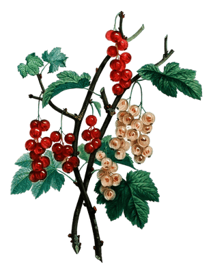 Currant Groseilles Vintage Flower Illustration