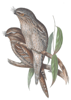 Cuviers Podargus Tawny Frogmouth Bird Vintage Illustrations
