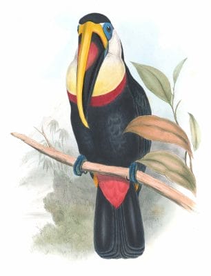 Cuviers-Toucan-Ramphastos-Inca