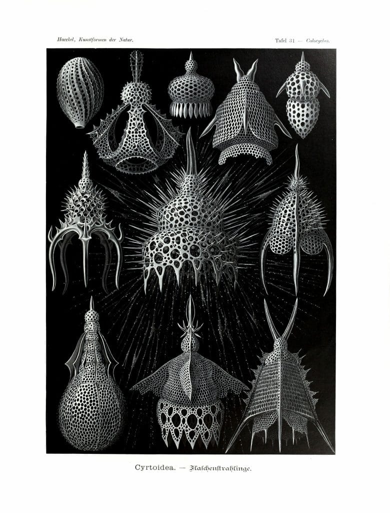 Cyrtoidea Vintage Jellyfish Illustration