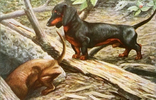 Dachshund Vintage Illustrations