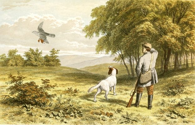 Daring of the Goshawk Vintage Hunting illustration