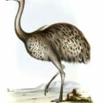Darwins rhea Rhea Darwinii