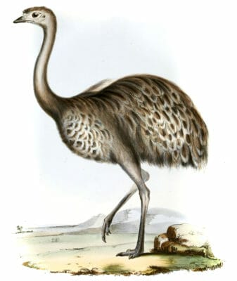 Darwins rhea Rhea Darwinii