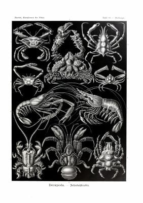 Decapoda Ernst Haeckel Vintage Crab And Lobster Illustrations