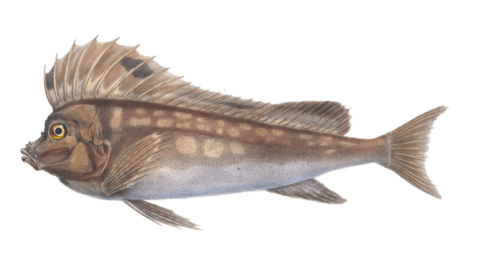 Deep Sea fish agriopus spinifer