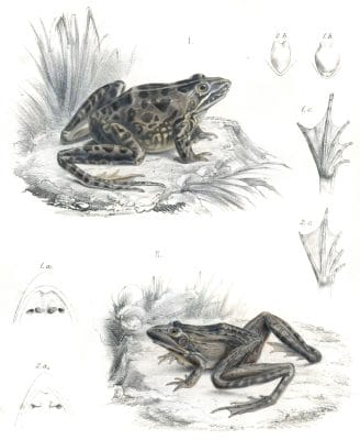 Delalandes river frog Rana Delalandii And Rana Oxyrhynchus Vintage Illustration