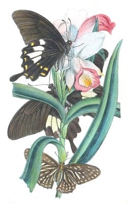 Descriptions Of Two New Assamese Species Of Papilio Vintage Illustration