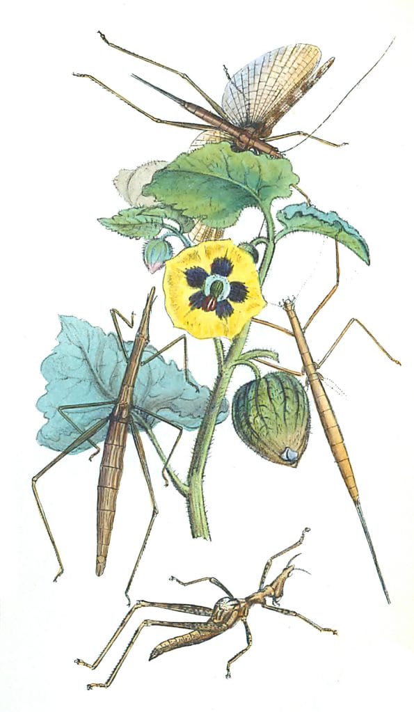 Descriptions Op Some Orthopterous Insects Belonging Vintage Illustration