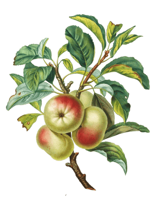 Desert Apple Pomme Dapi Vintage Fruit Illustration