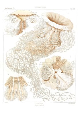 Desmonema Vintage Jellyfish Illustration