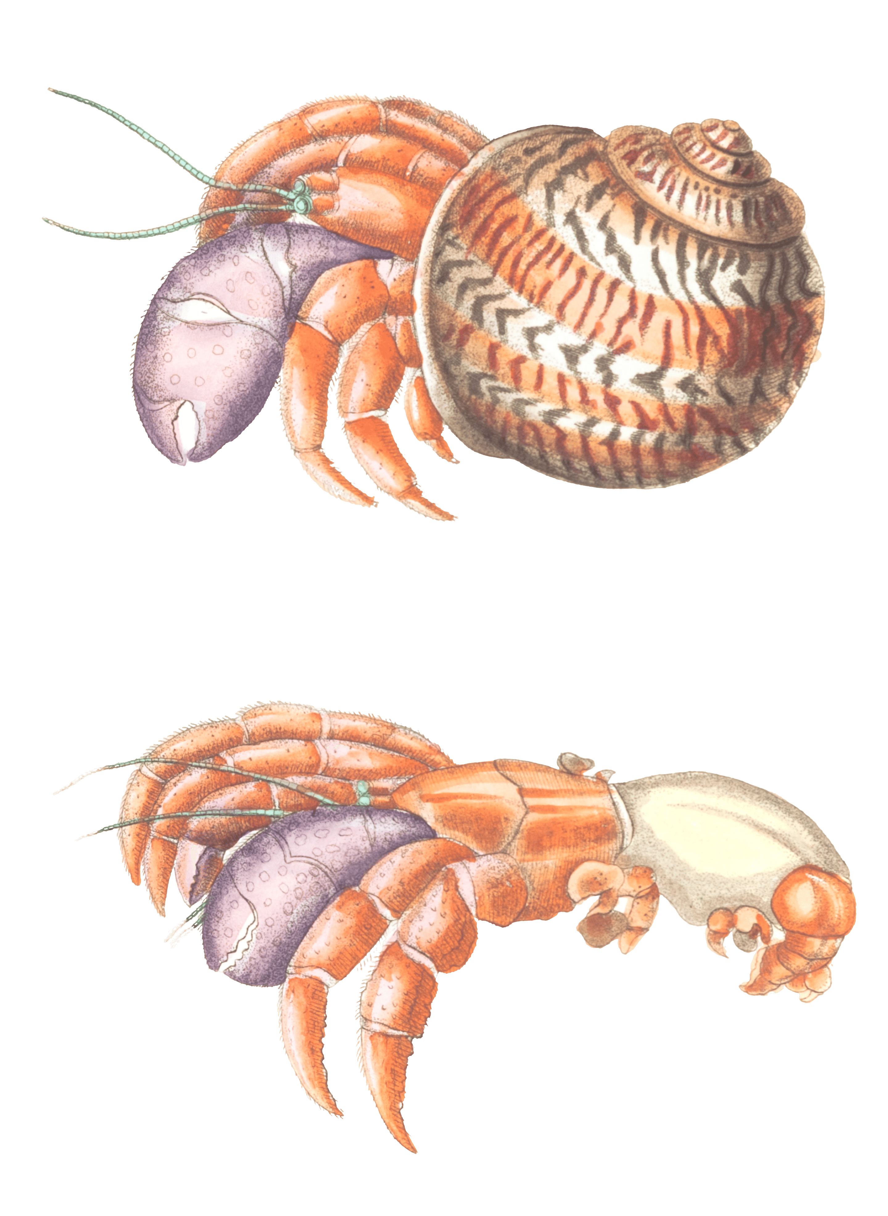 Diogenes Crab Hermit Crab Vintage Illustration