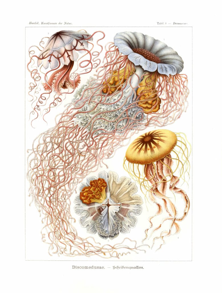 Discomedusae Vintage Jellyfish Illustration