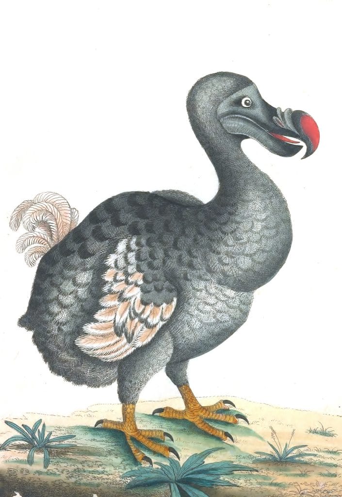 Dodo-Vintage-Illustration