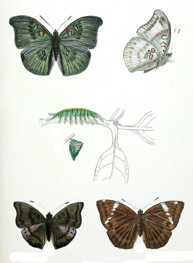 Dophla-Evelina-and-Euthalia-V-asanta