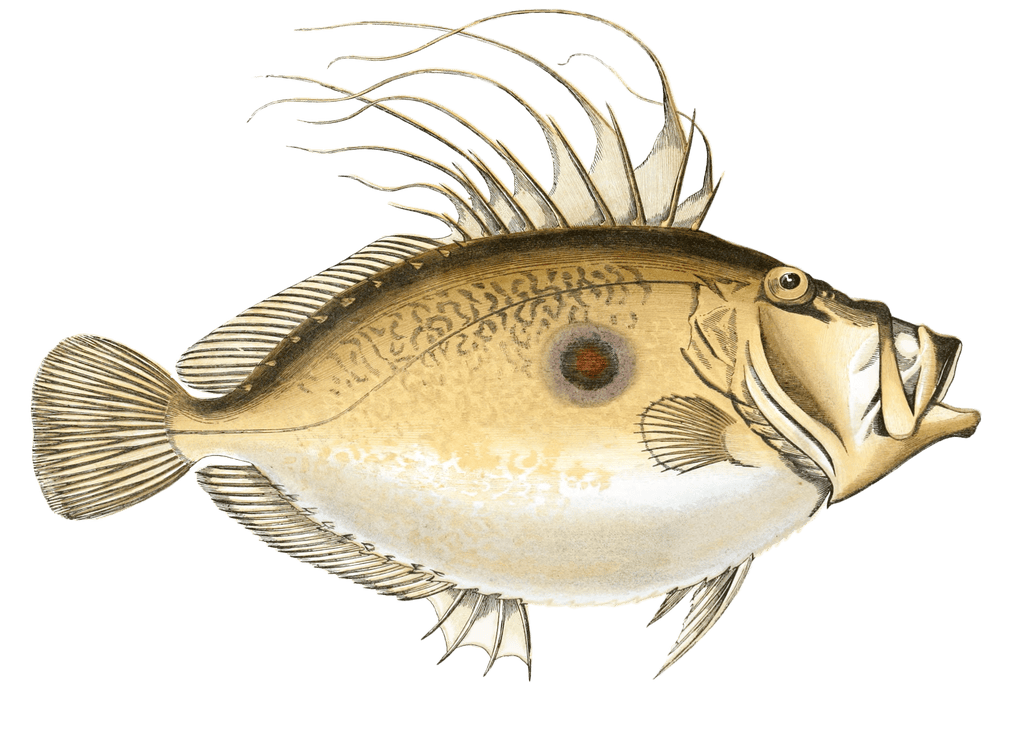 Doree Fish Vintage Illustration