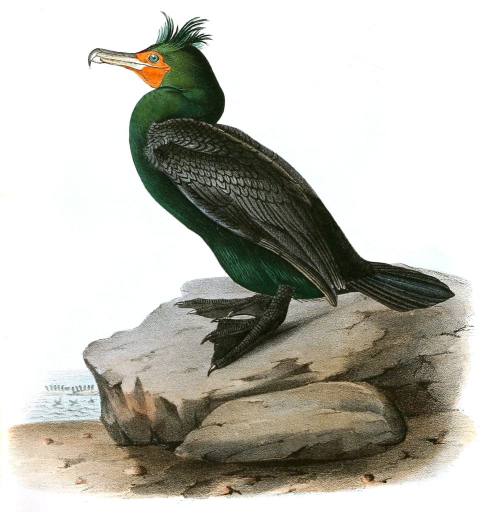Double Crested Cormorant Bird Vintage Illustrations