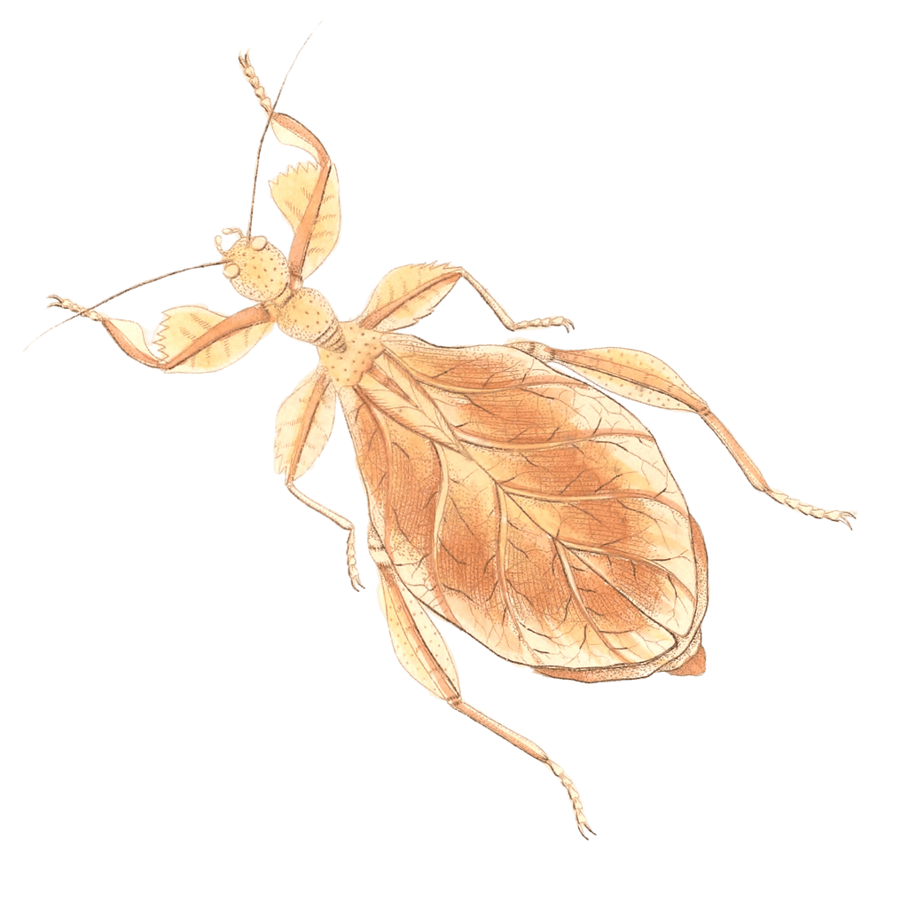 Dry Leaf Mantis Vintage Insect Illustration