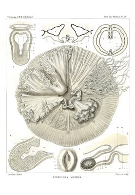 Drymonema Victoria Vintage Jellyfish Illustration